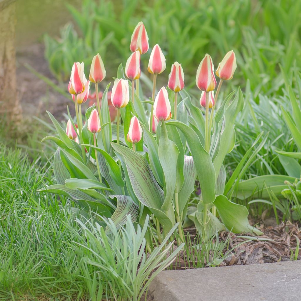 Tulipa greigii Mary Ann - Greigii‑tulp