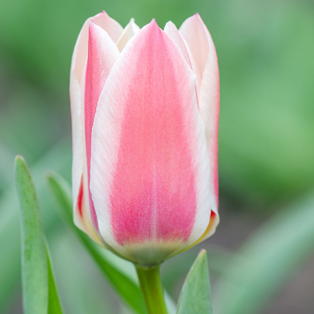 Tulipa greigii Mary Ann - Greigii‑tulp