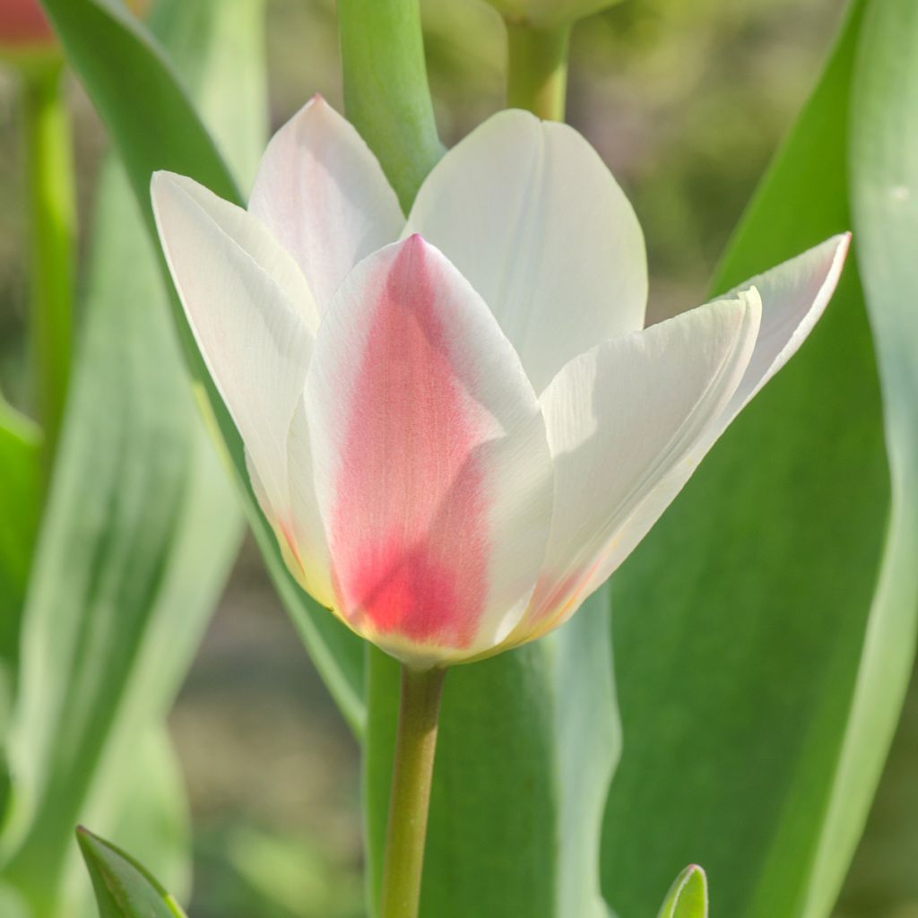 Tulipa greigii Mary Ann - Greigii‑tulp