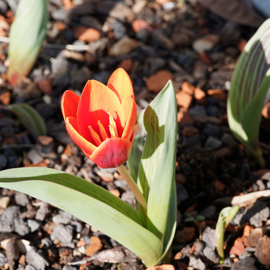 Tulipa greigii Chaperon Rouge - Greigii‑tulp dubbel