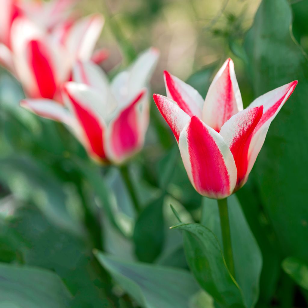 Tulipa greigii Pinocchio - Greigii‑tulp