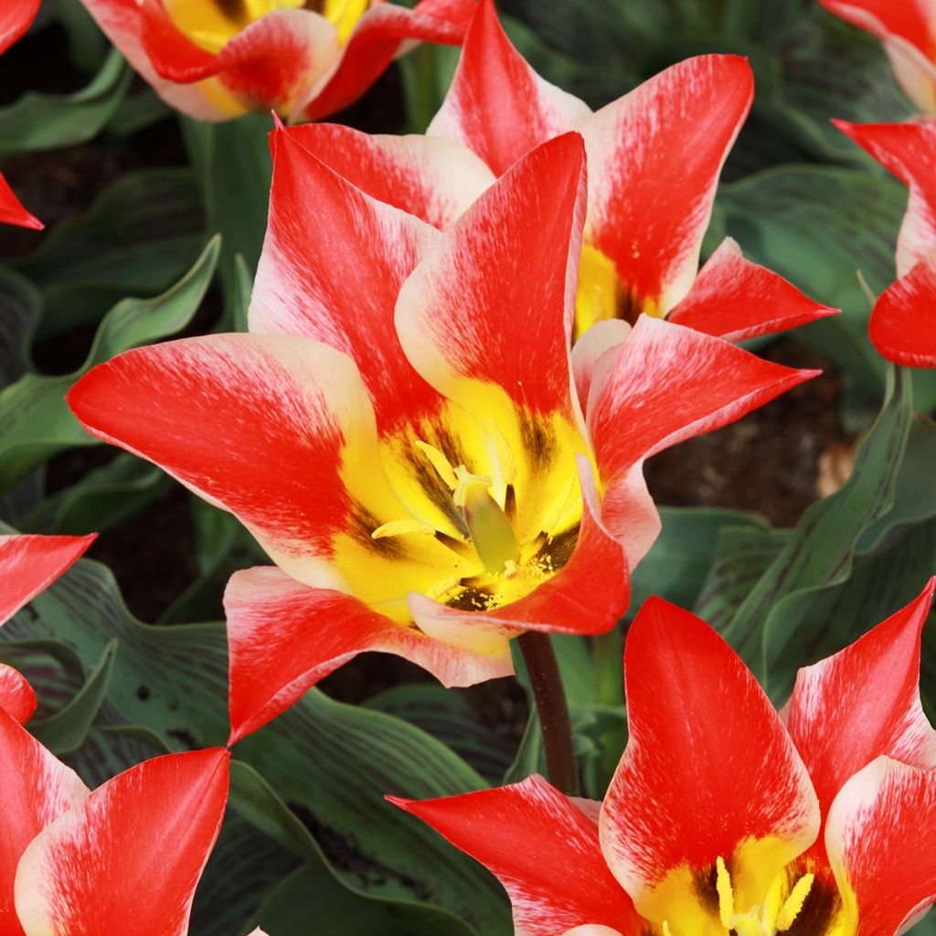 Tulipa greigii Pinocchio - Greigii‑tulp