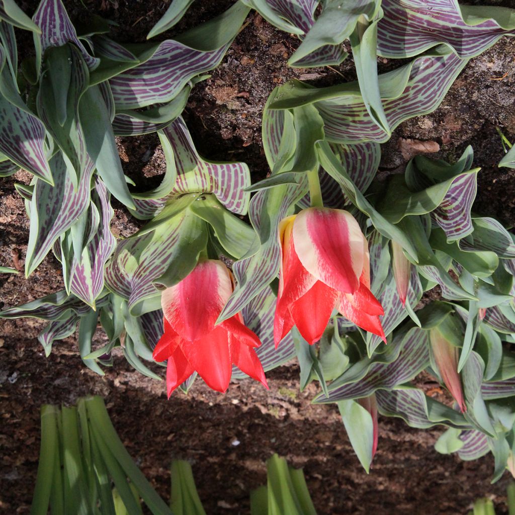 Tulipa greigii Plaisir - Greigii‑tulp