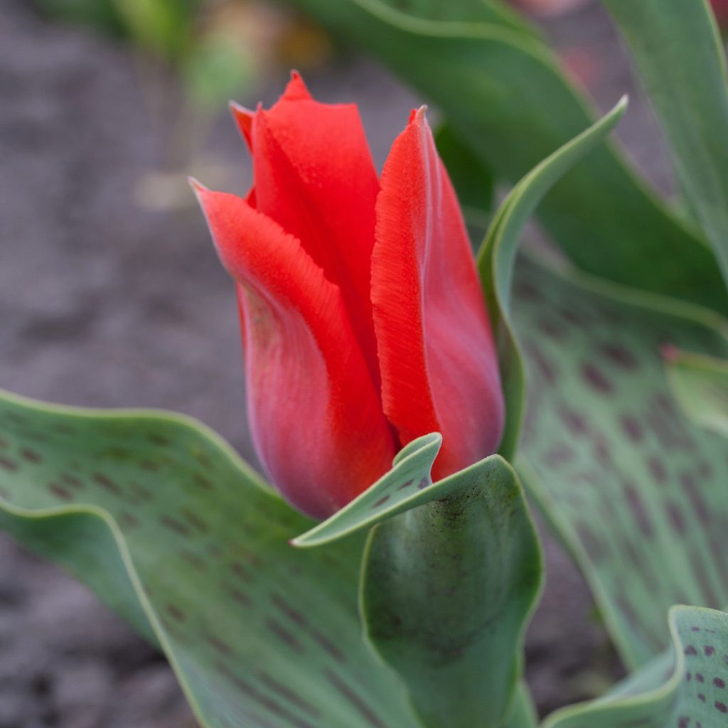 Tulipa greigii Princesse Charmante - Greigii‑tulp