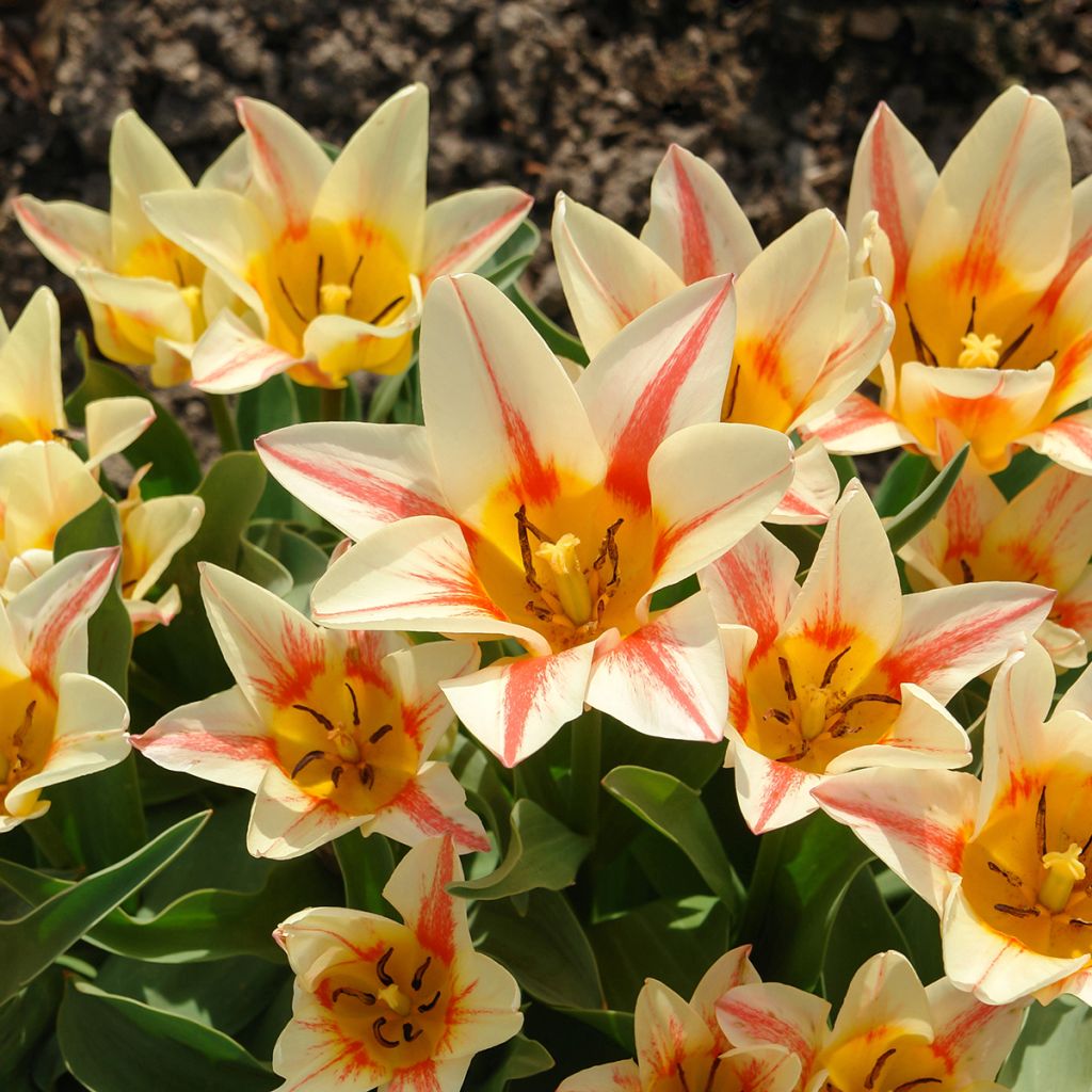 Tulipa greigii Quebec - Greigii‑tulp