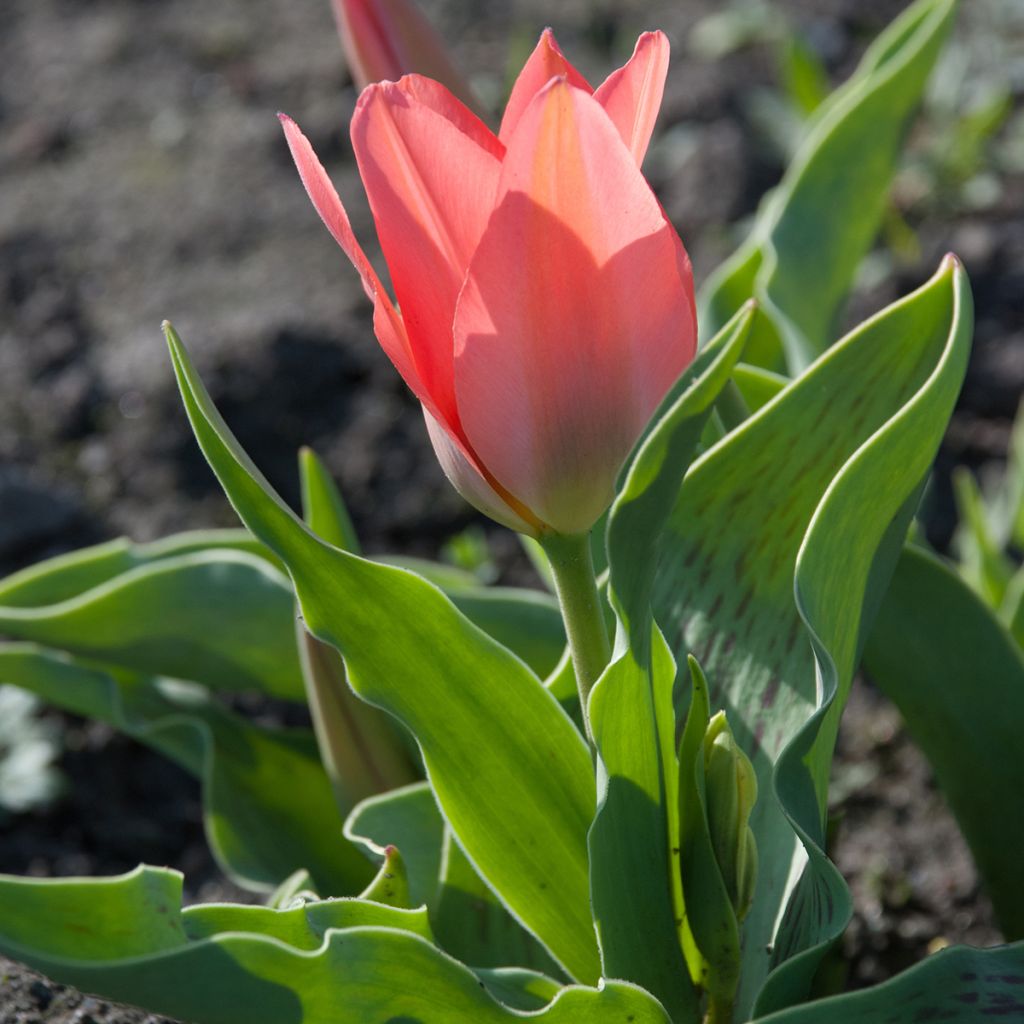 Tulipa greigii Toronto - Greigii‑tulp