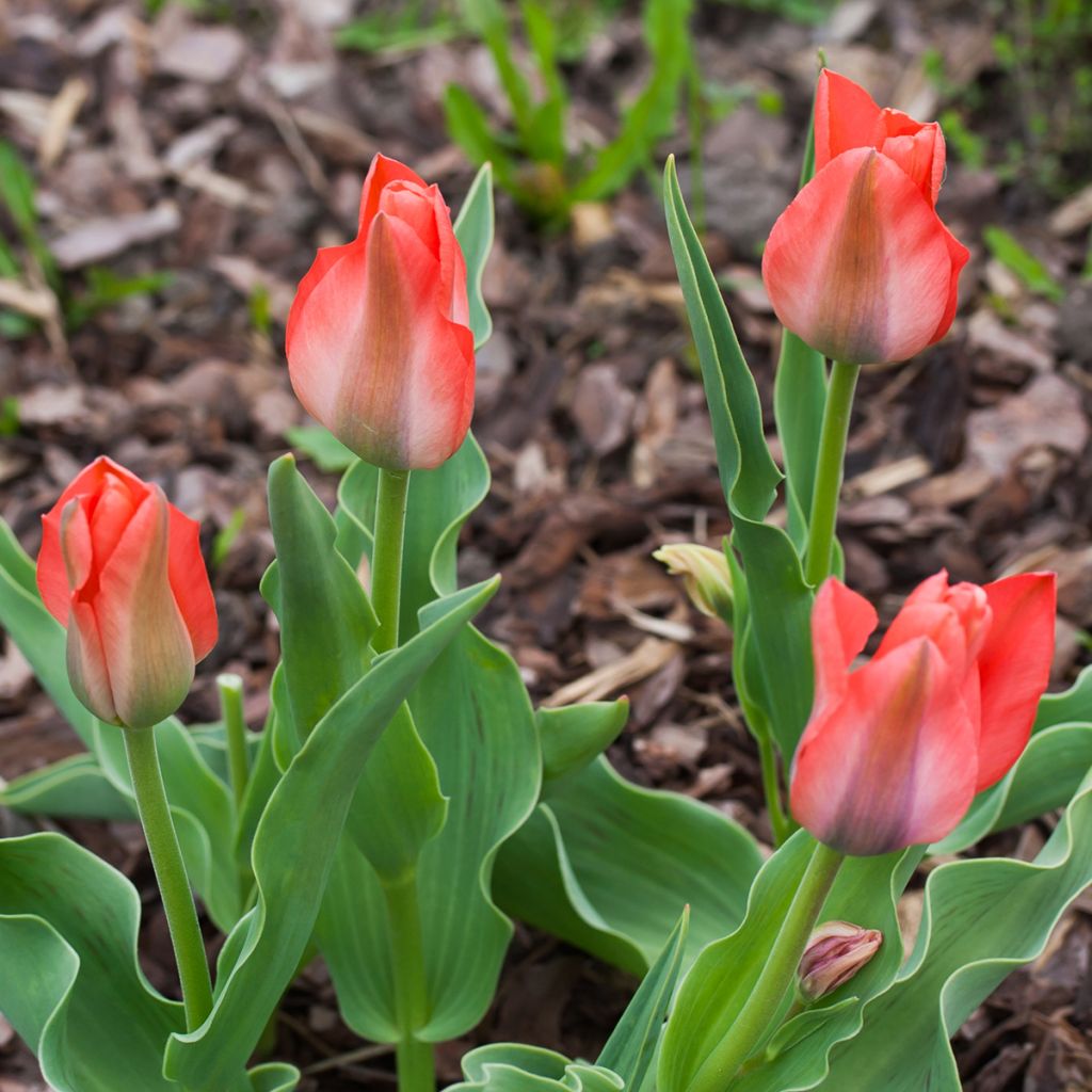 Tulipa greigii Toronto - Greigii‑tulp