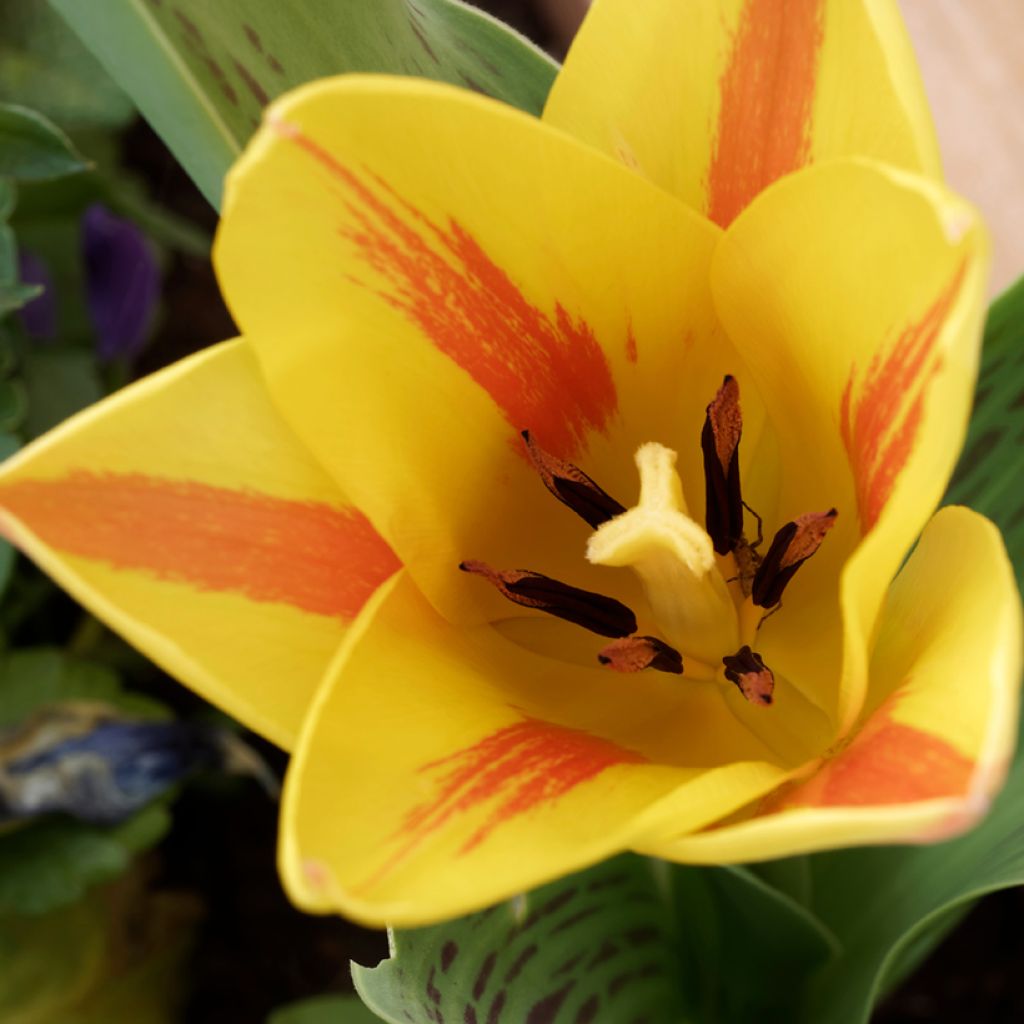 Tulipa greigii Winnipeg - Greigii‑tulp