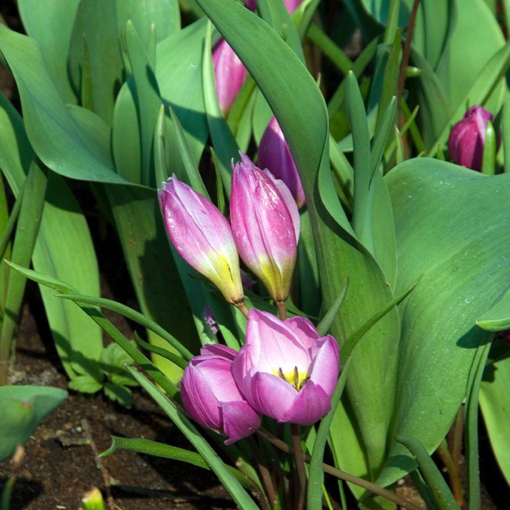 Tulipa humilis Helene - Dwergtulp
