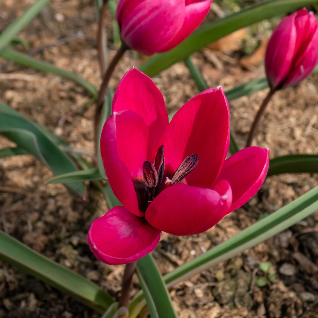 Tulipa humilis pulchella Violacea - Dwergtulp