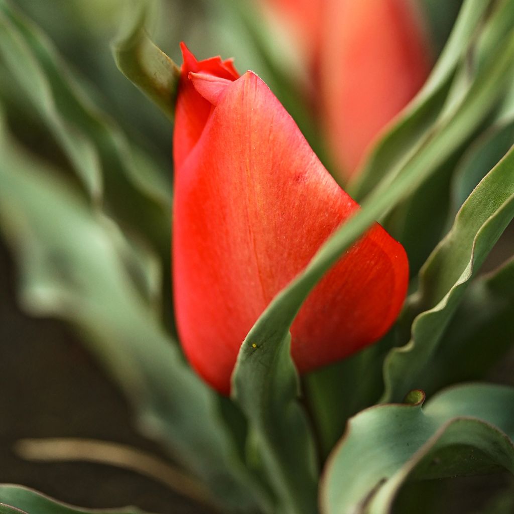 Tulipa linifolia - Vlasbladige tulp