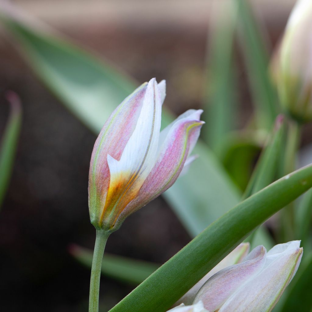 Tulipa polychroma - Botanische tulp