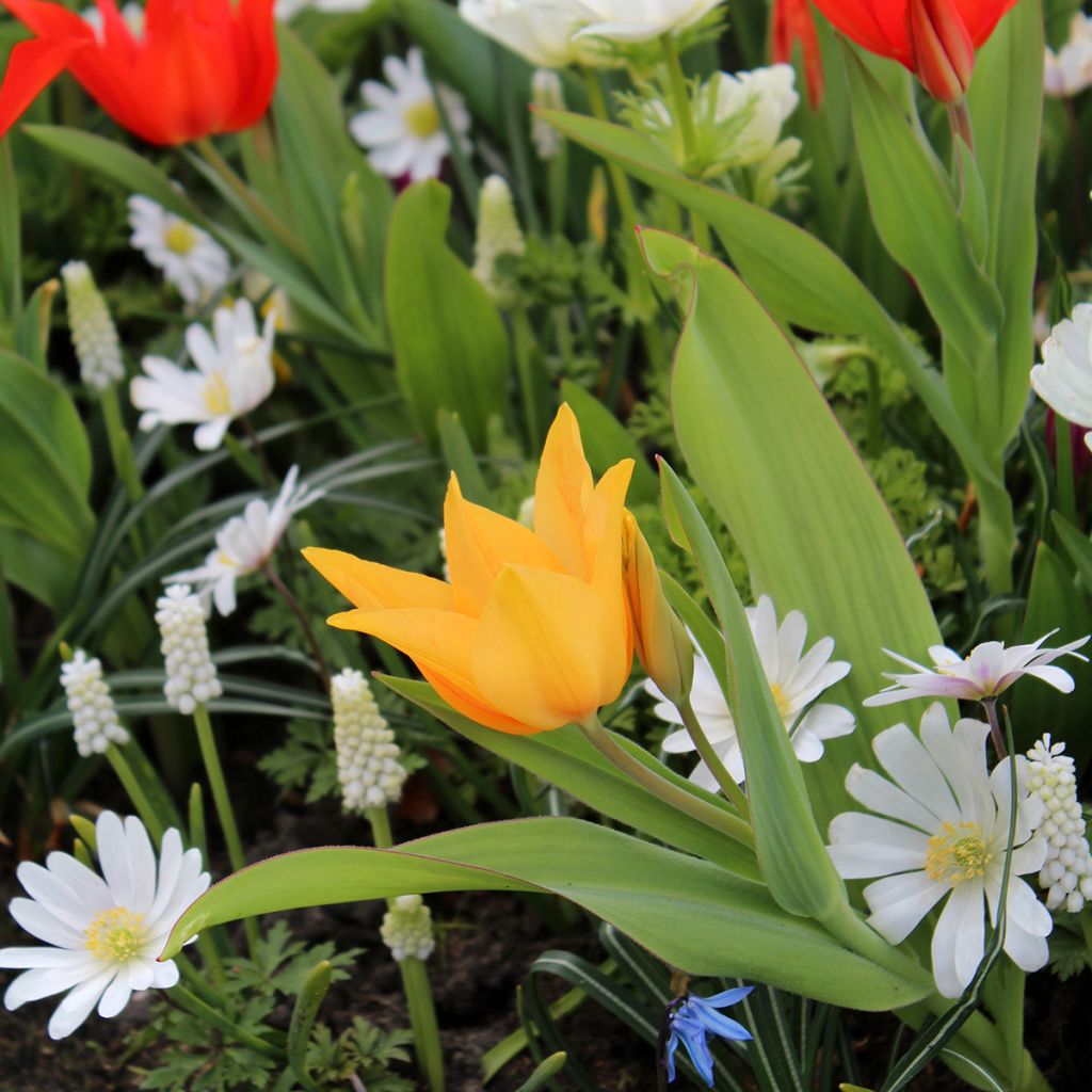 Tulipa praestans Shogun - Meerbloemige tulp