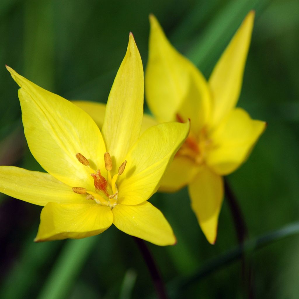 Tulipa sylvestris - Bostulp