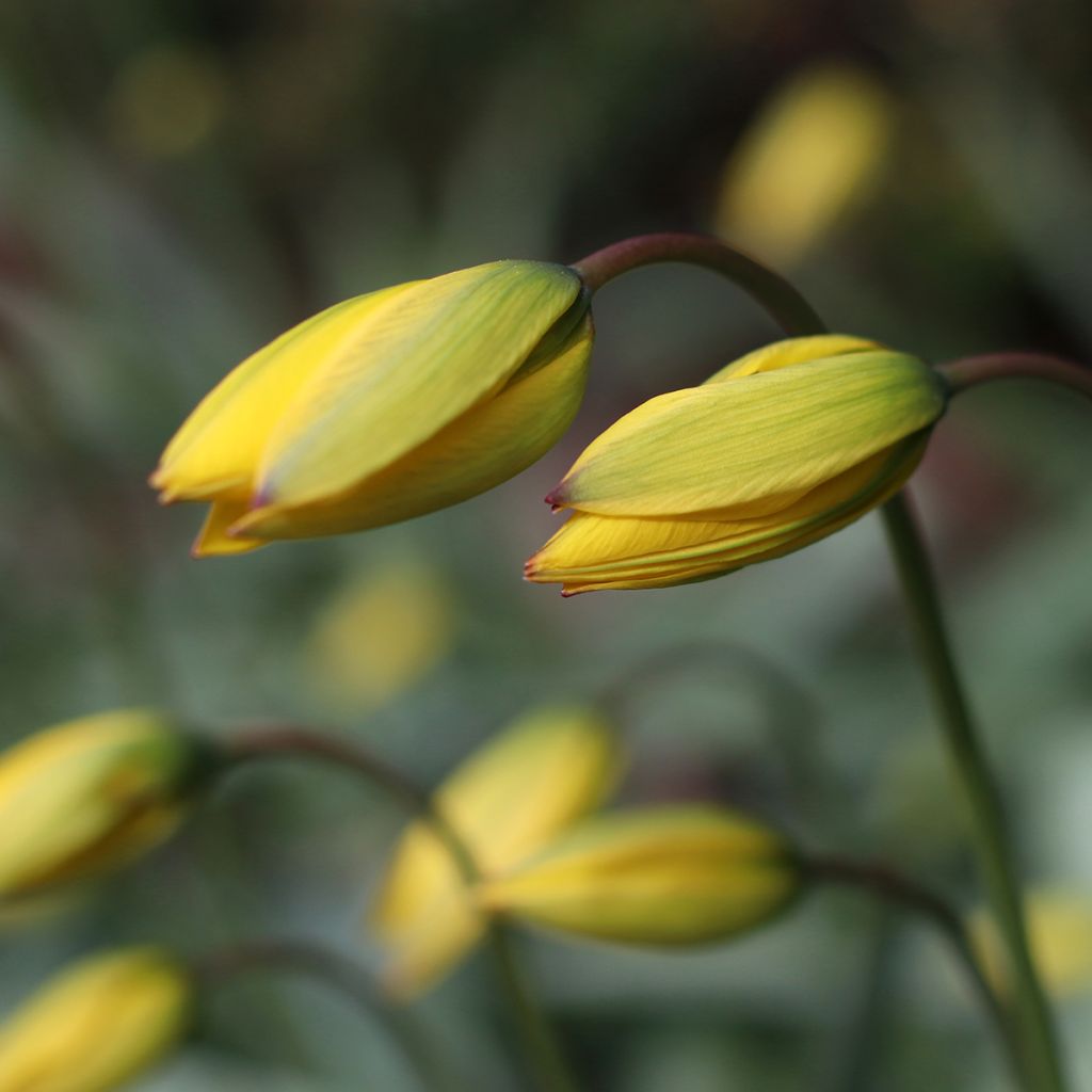 Tulipa sylvestris - Bostulp