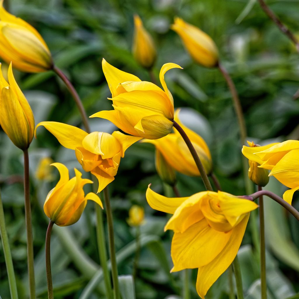 Tulipa sylvestris - Bostulp