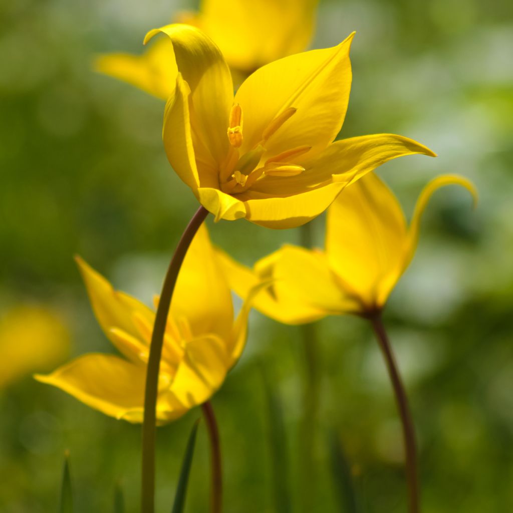 Tulipa sylvestris - Bostulp