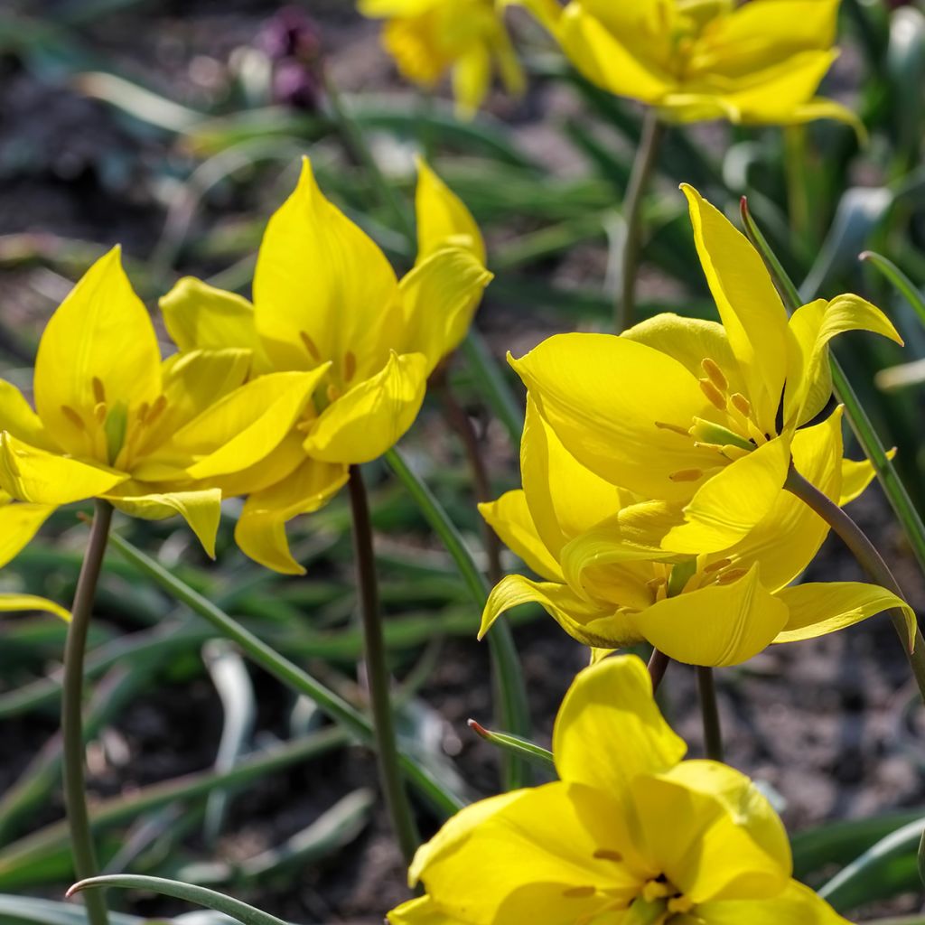 Tulipa sylvestris - Bostulp