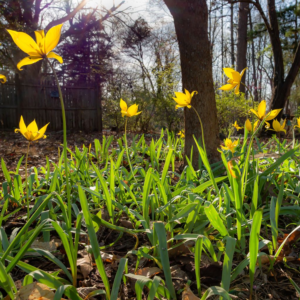 Tulipa sylvestris - Bostulp