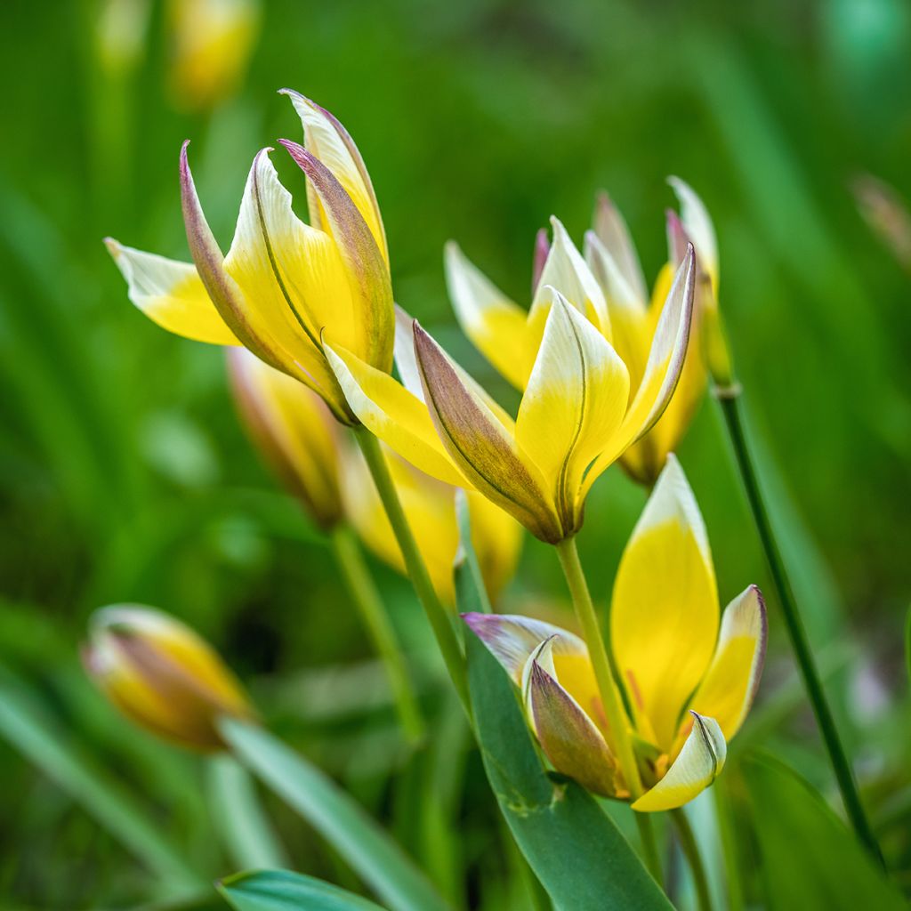 Tulipa tarda - Veelbloemige tulp