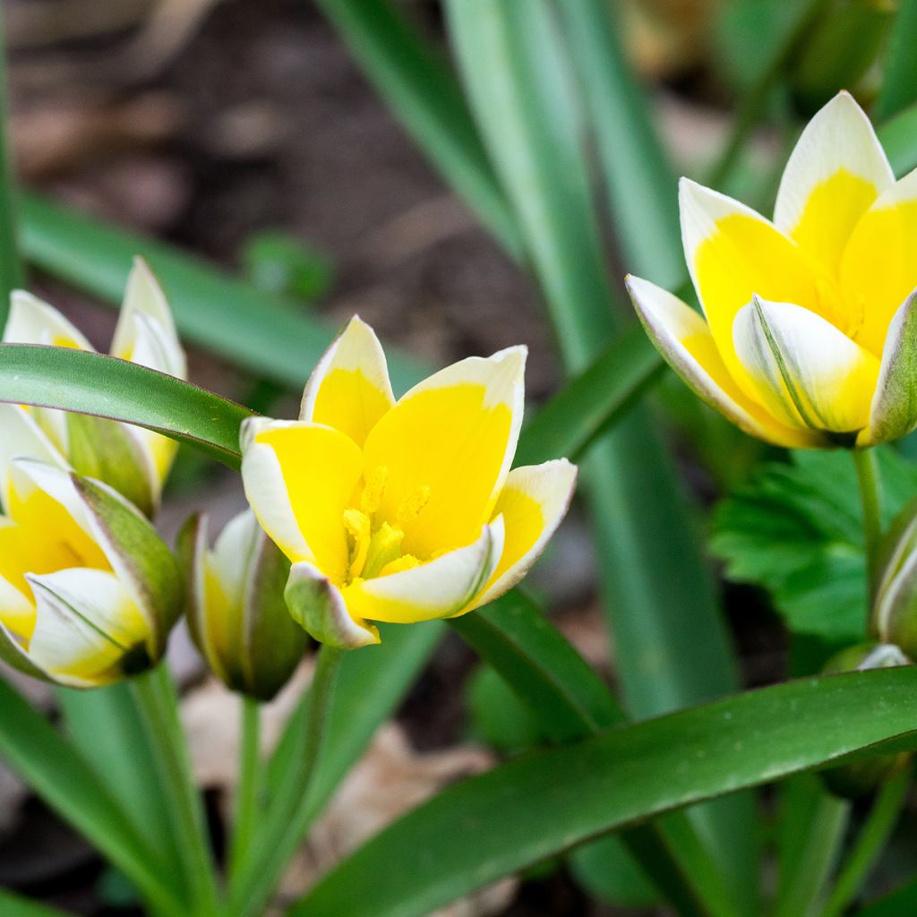 Tulipa tarda - Veelbloemige tulp