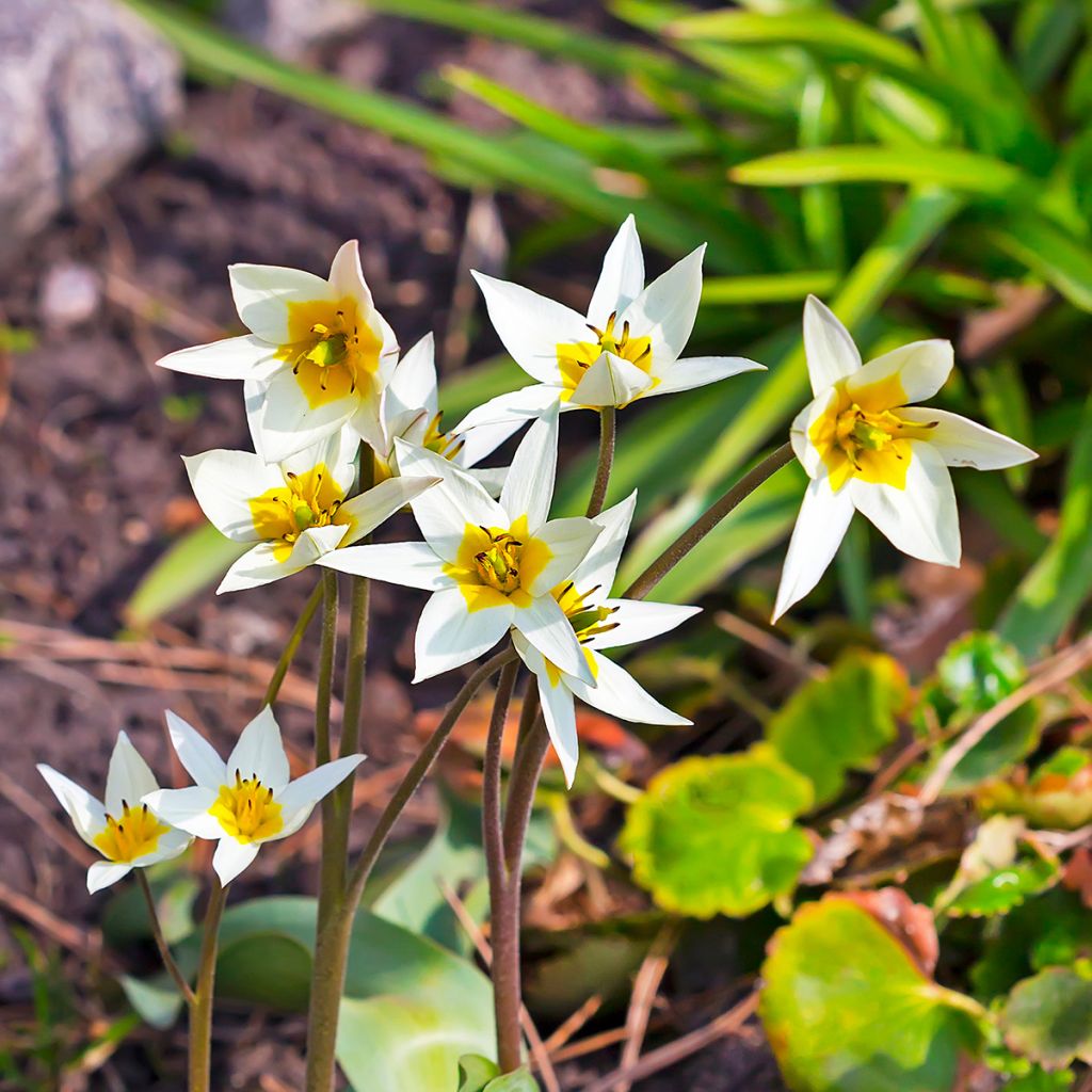Tulipa turkestanica - Turkestaanse tulp