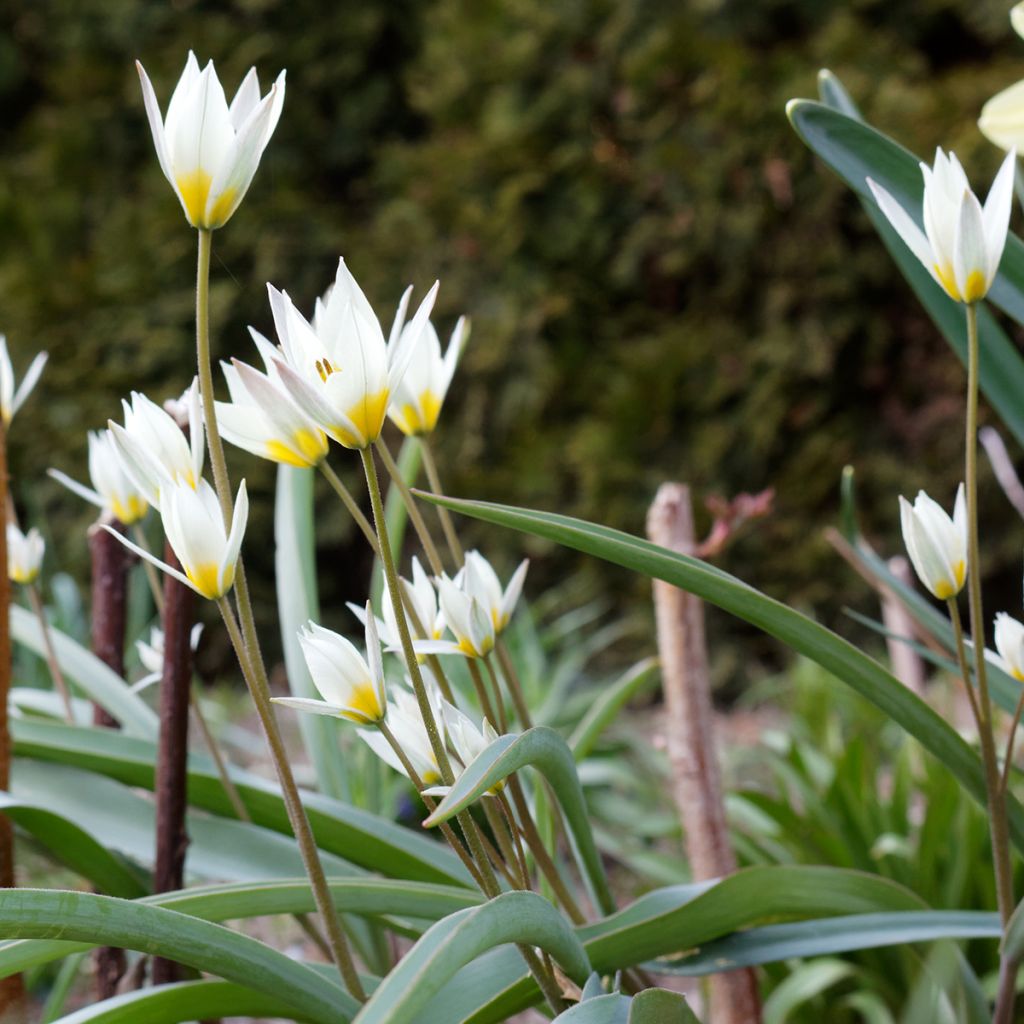 Tulipa turkestanica - Turkestaanse tulp
