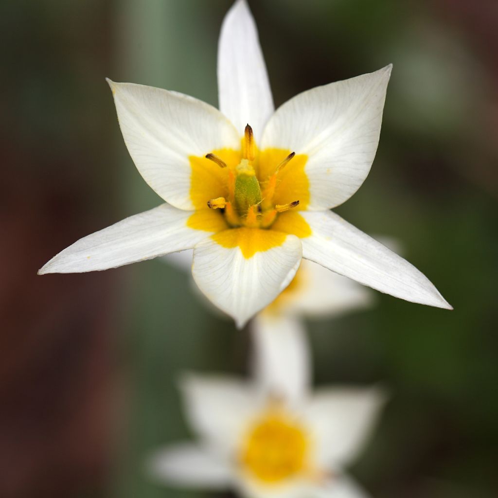 Tulipa turkestanica - Turkestaanse tulp