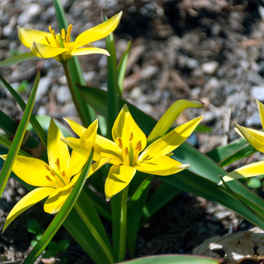 Tulipa urumiensis - botanische tulp