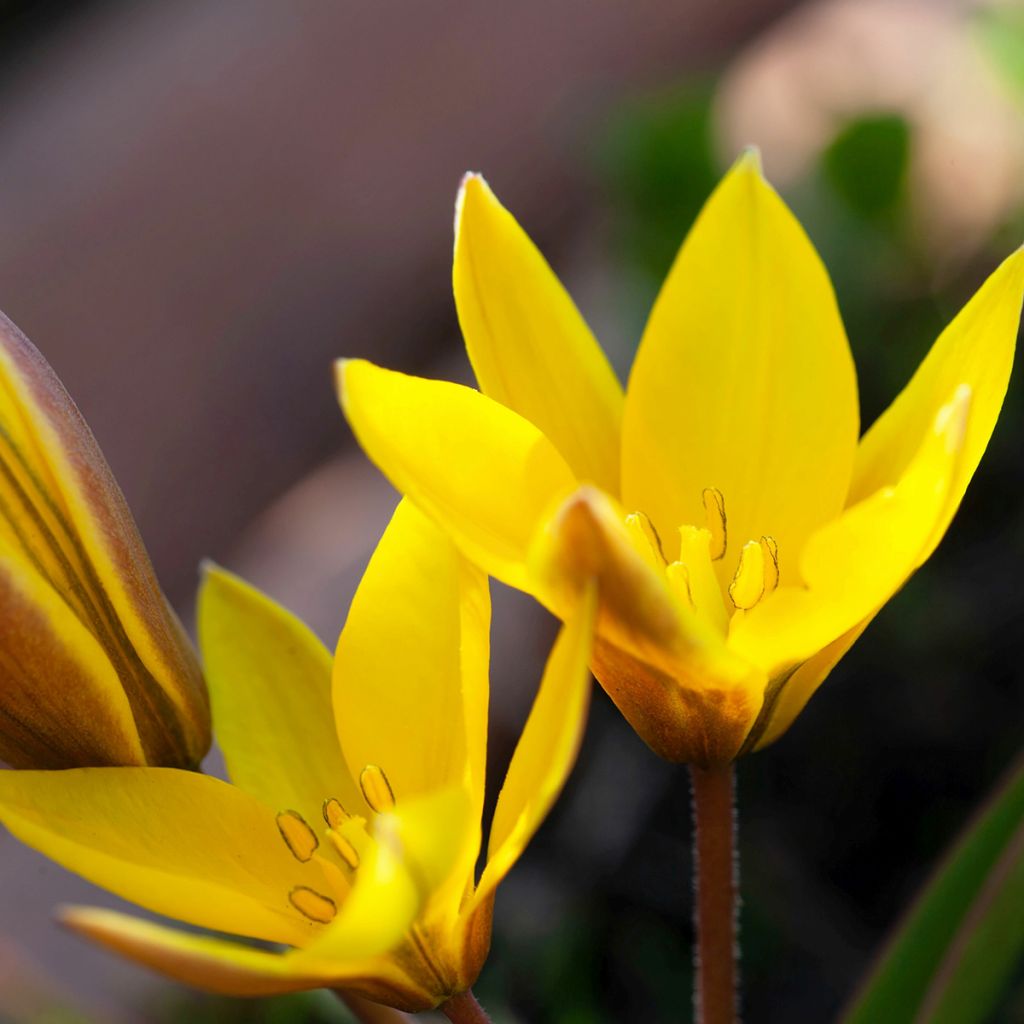 Tulipa urumiensis - botanische tulp