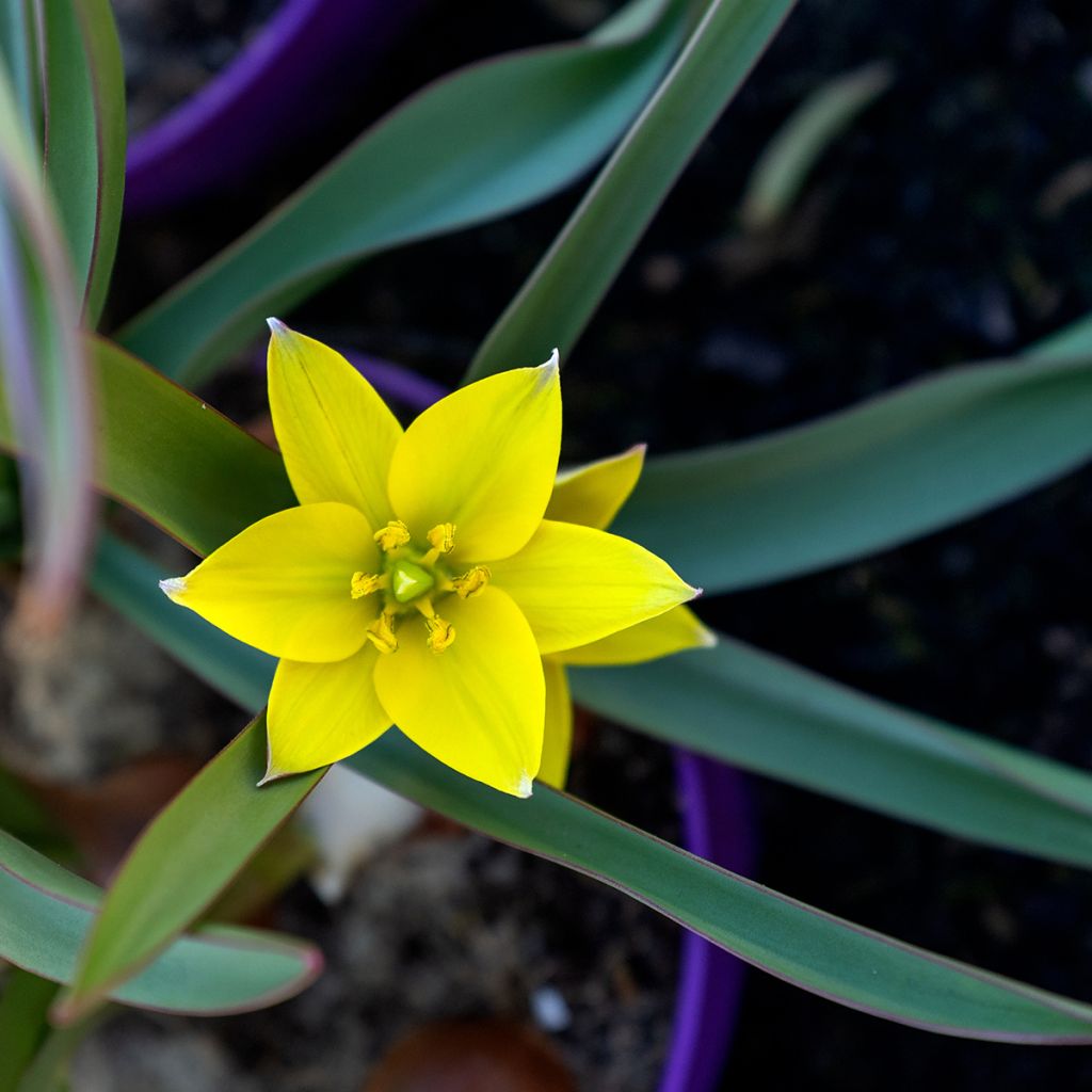 Tulipa urumiensis - botanische tulp