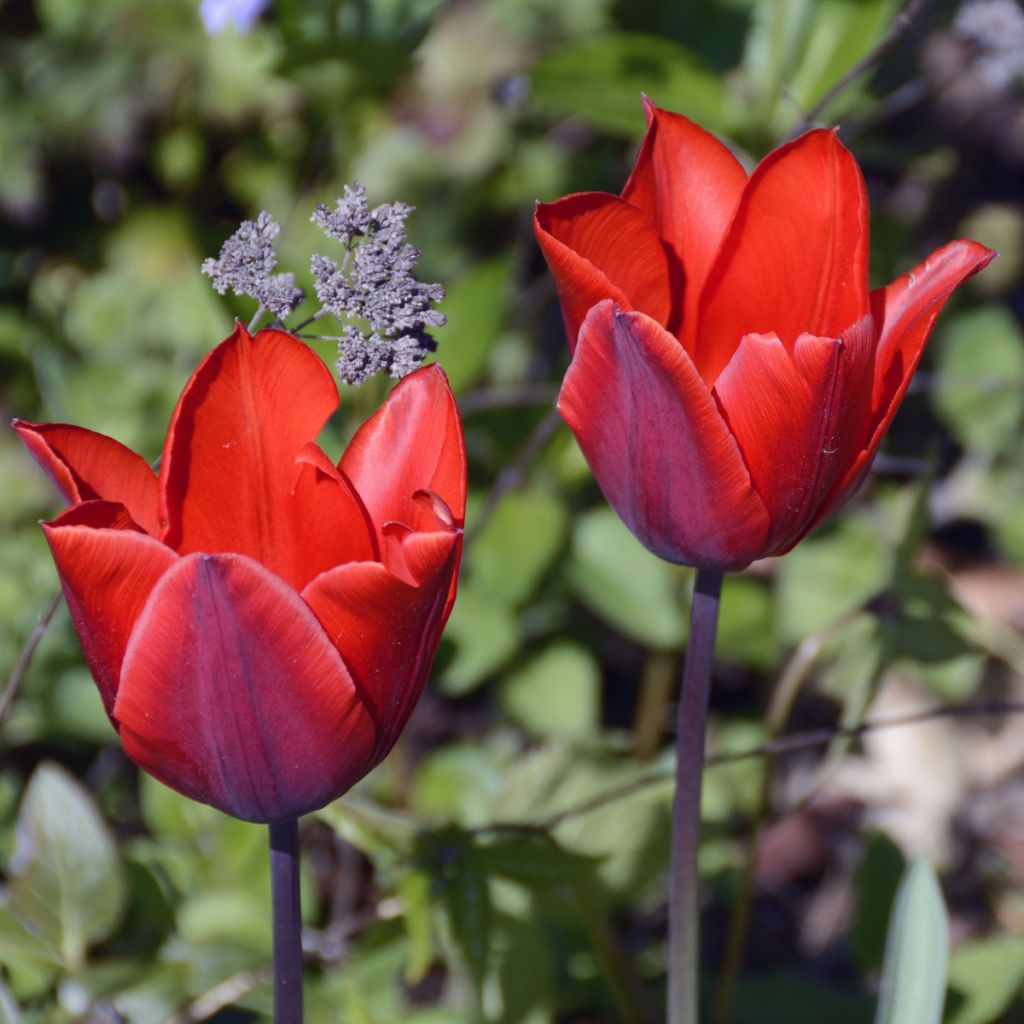 Tulipa Couleur Cardinal - Enkele vroege tulp