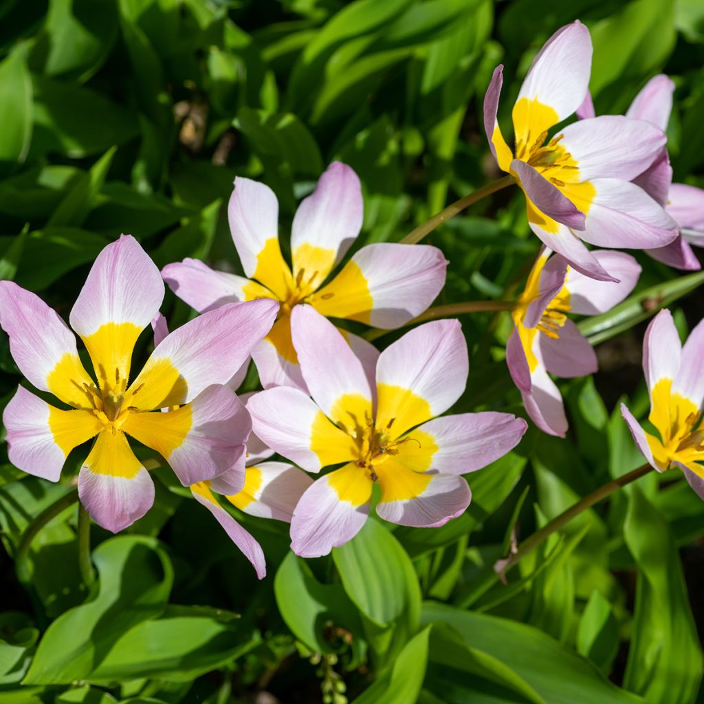 Tulipa saxatilis - Botanische tulp