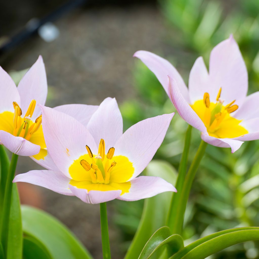 Tulipa saxatilis - Botanische tulp