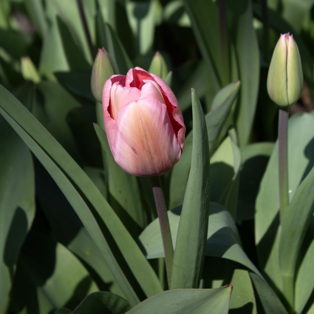 Tulipa Darwin Pink Impression - Darwintulp