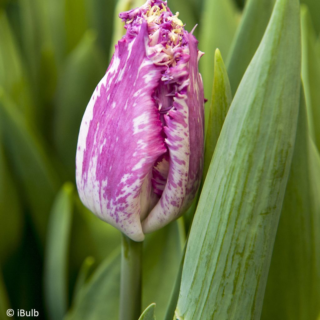 Tulipa crispa Purple Circus - Gefranjerde tulp