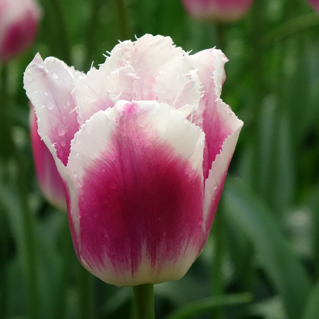 Tulipa crispa Siesta - Gefranjerde tulp