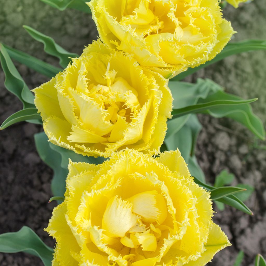 Tulipa crispa Exotic Sun - gefranjerde tulp dubbel