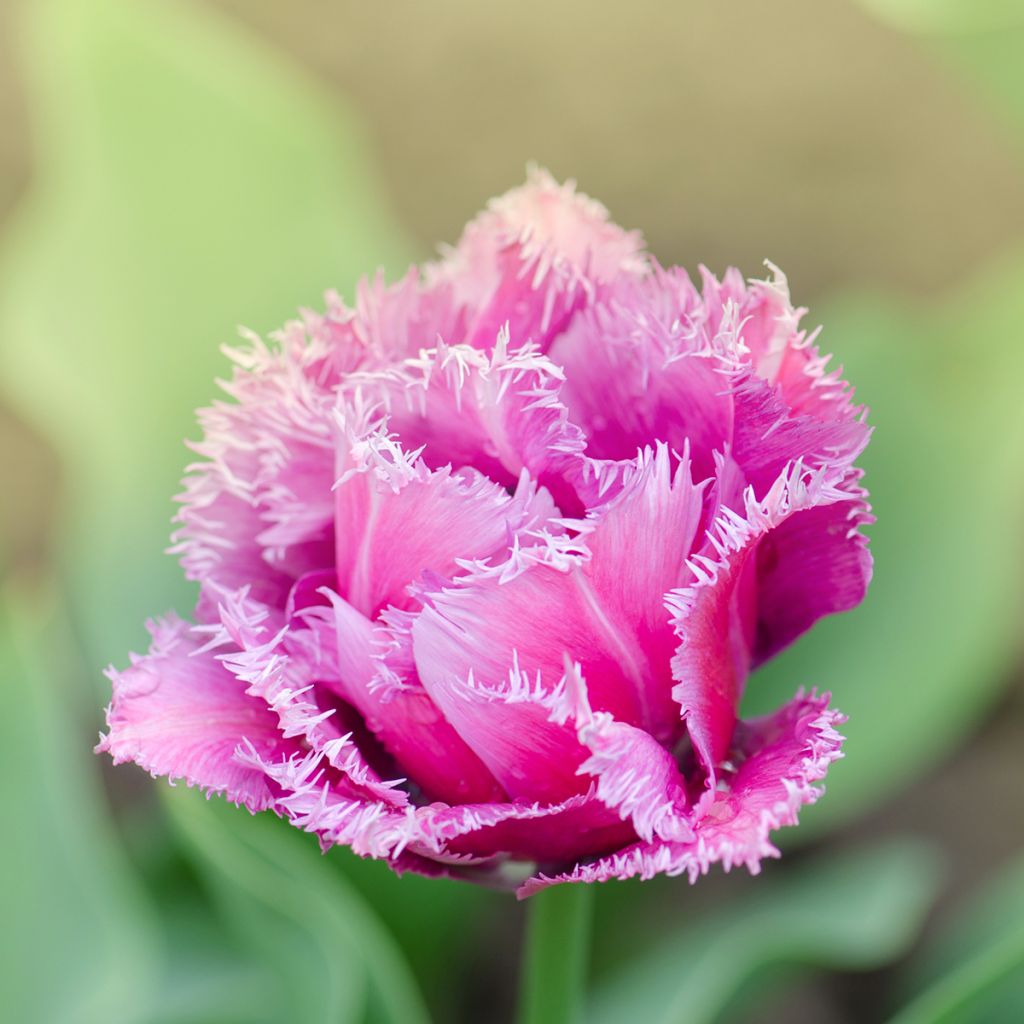 Tulipa crispa Mascotte - gefranjerde tulp