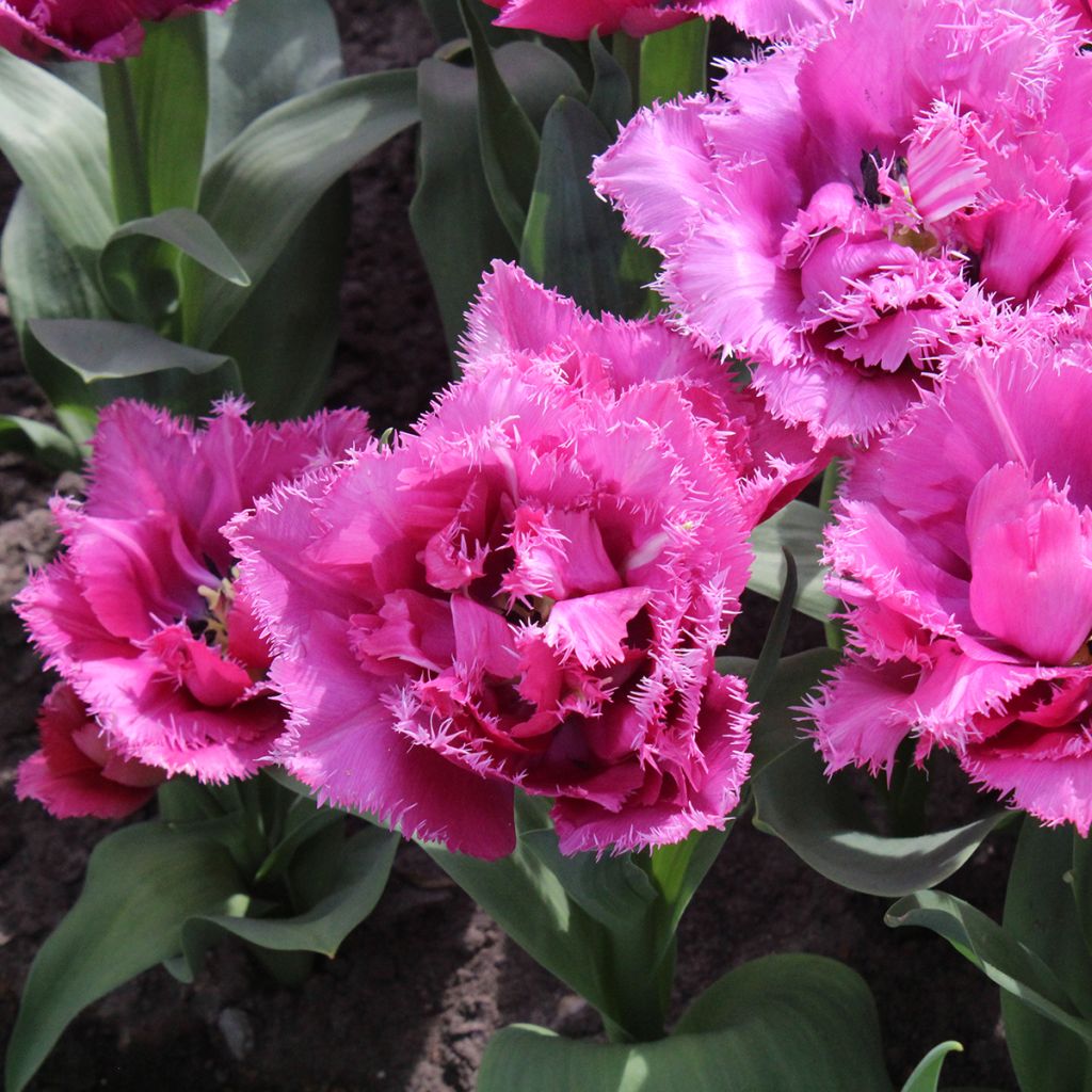 Tulipa crispa Match Point - gefranjerde tulp