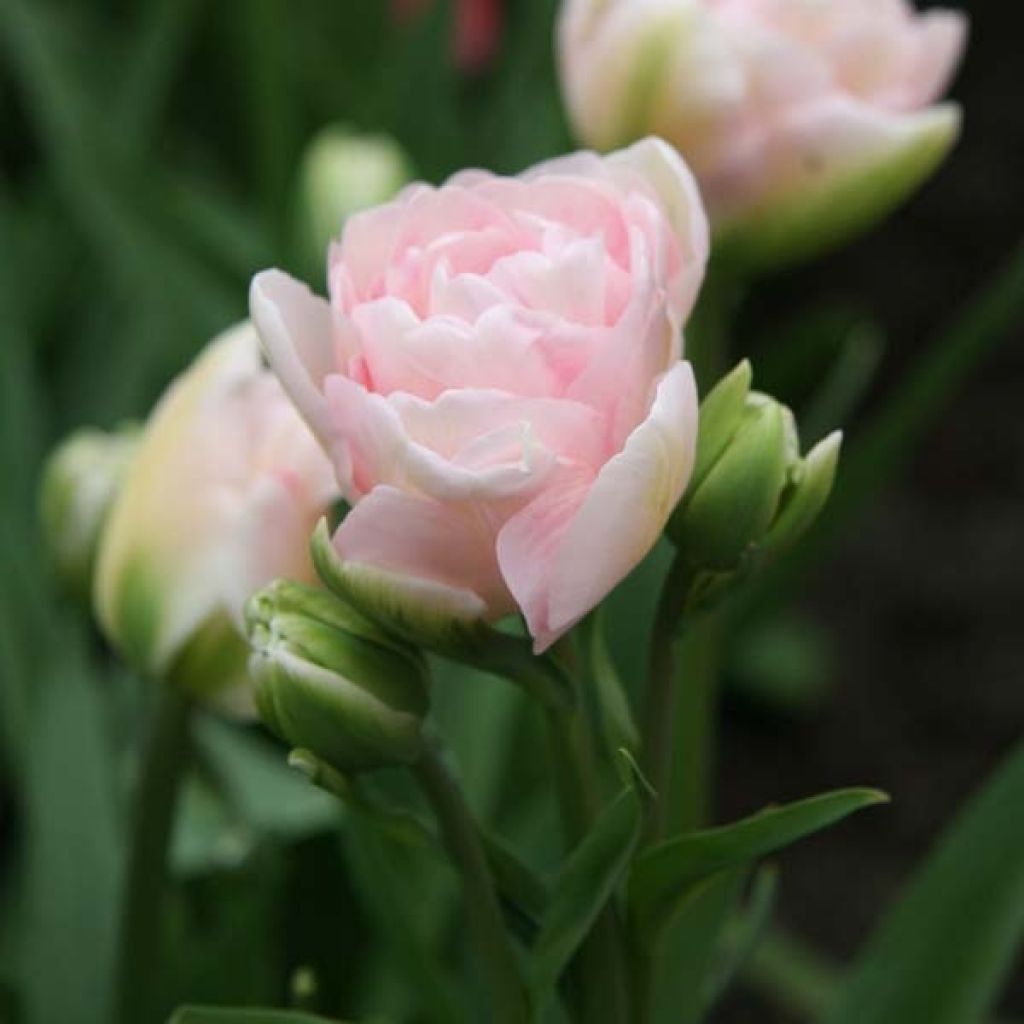 Tulipa Angelique - Dubbele late tulp