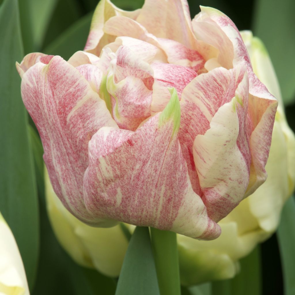 Tulipa Silk Road - Dubbele vroege tulp
