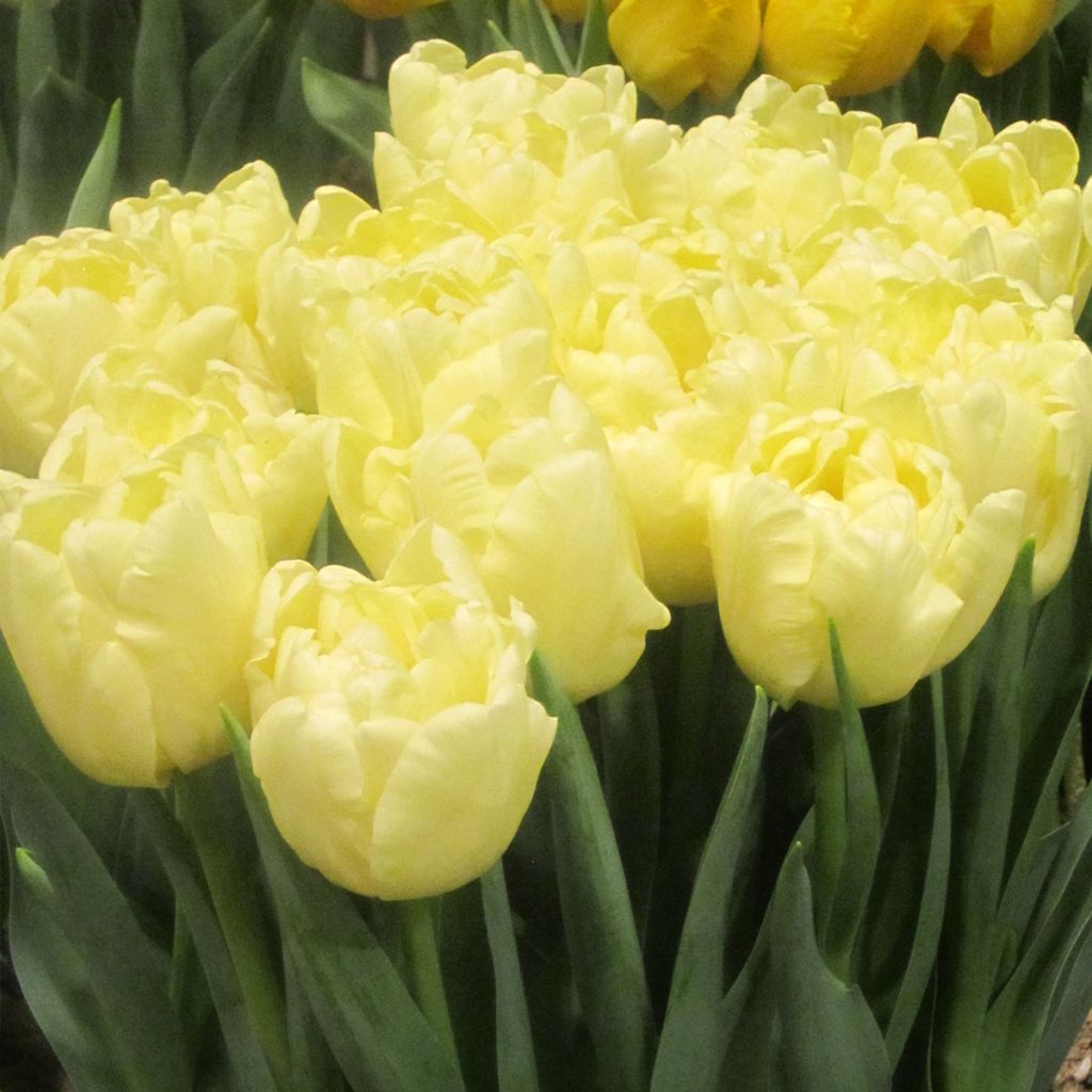 Tulipa Avant Garde - Dubbele vroege tulp