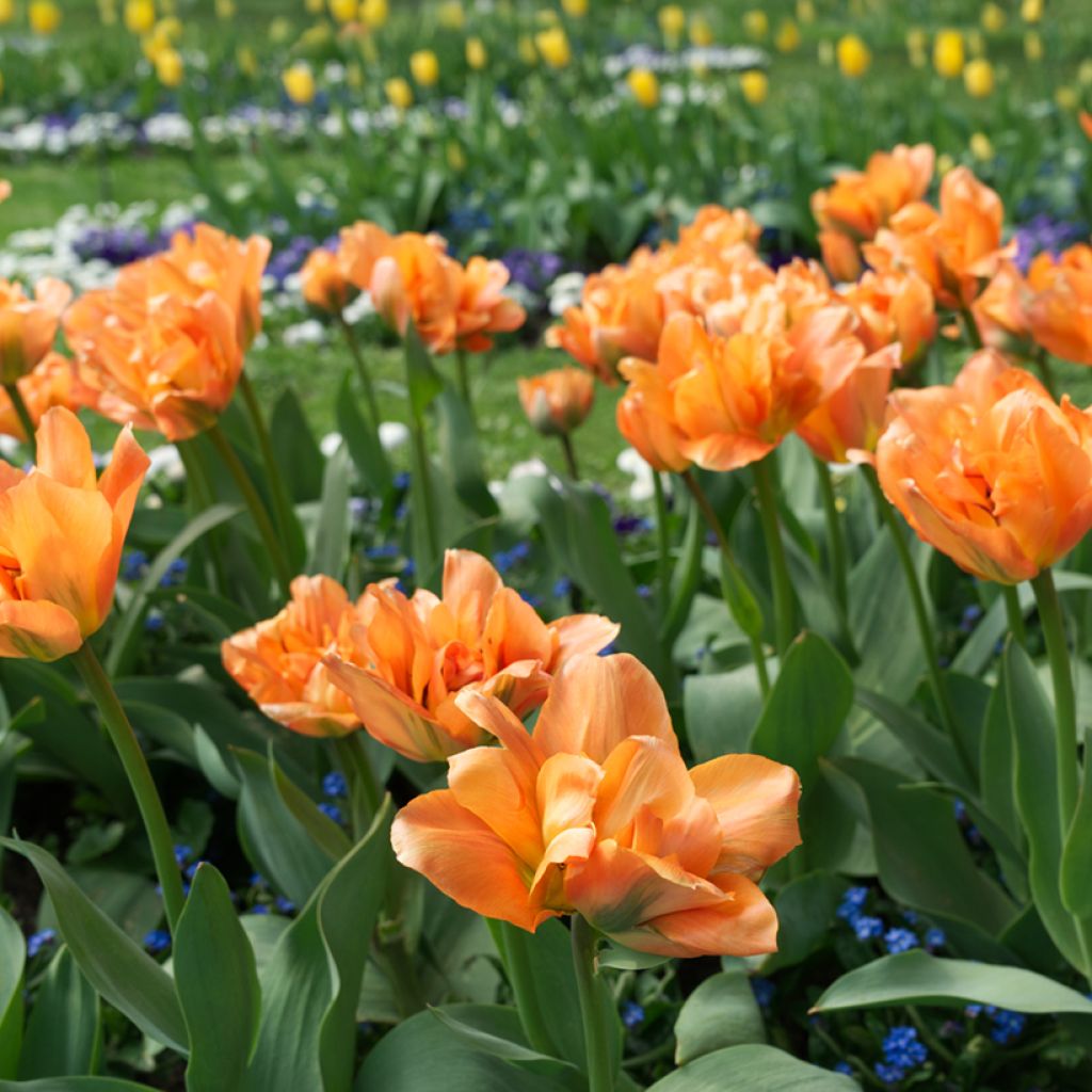 Tulipa Disneyland Paris - Dubbele vroege tulp