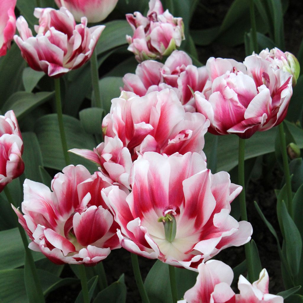Tulipa Fantasy Lady - Dubbele vroege tulp