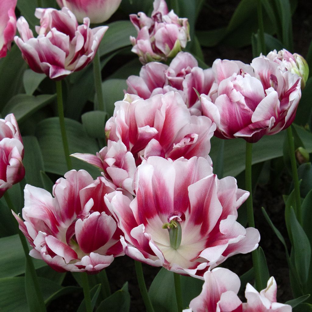 Tulipa Fantasy Lady - Dubbele vroege tulp