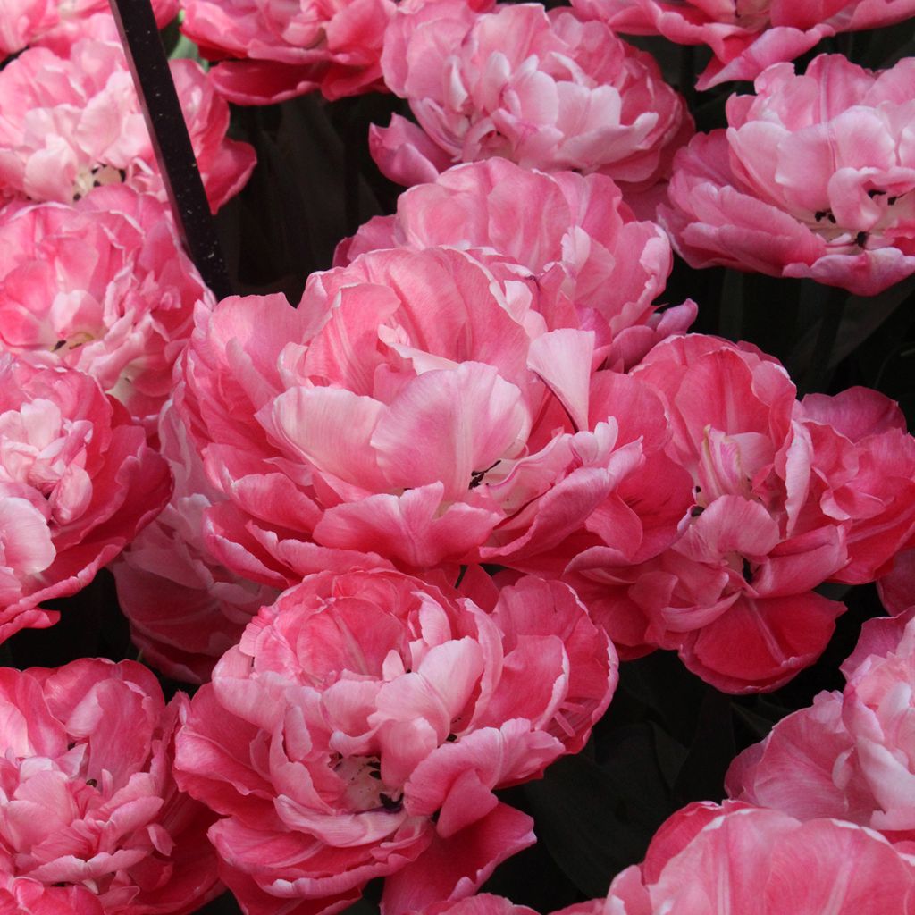 Tulipa Foxtrot - Dubbele vroege tulp