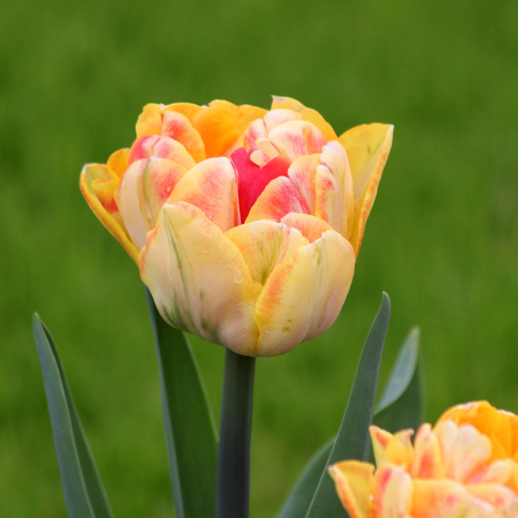 Tulipa Foxy Foxtrot - Dubbele vroege tulp