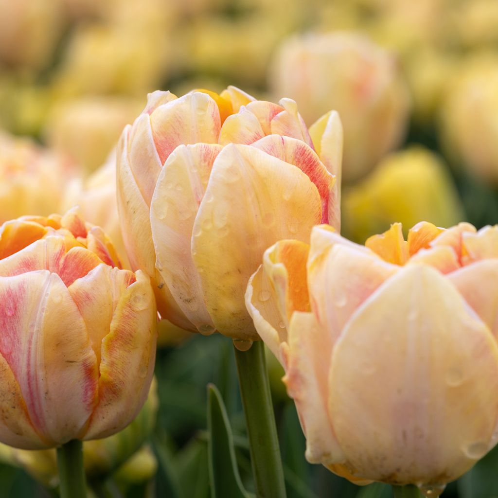 Tulipa Foxy Foxtrot - Dubbele vroege tulp