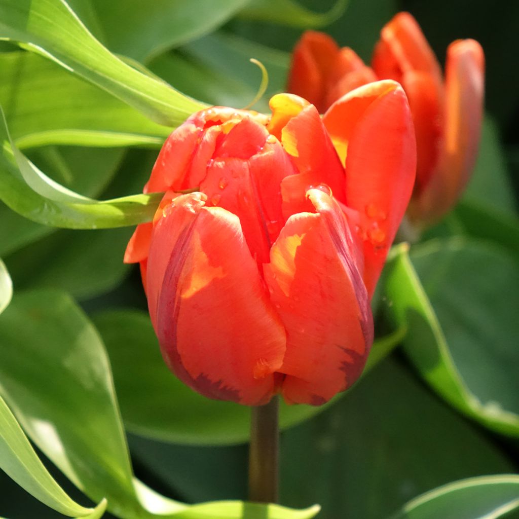 Tulipa Hermitage - Dubbele vroege tulp